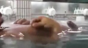 Japanese Sauna Bears Cum Together