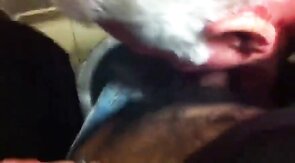 Grandpa's Restroom Quickie