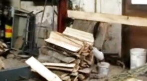 Silver Fox Strokes Wood at the Sawmill