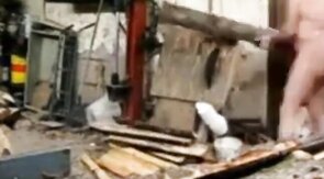 Silver Fox Strokes Wood at the Sawmill