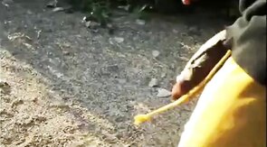 Big Black Cocks Outdoors