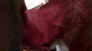 Big-Cock Blowjob for Silver-Haired Daddy