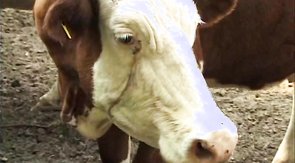 Impressive muscular males are having a great outdoor bareback