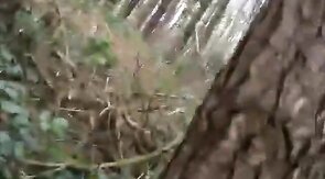 Bears Group Sex Outdoor