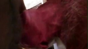 Big-Cock Blowjob for Silver-Haired Daddy