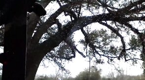 Bear Jerking Off Roadside After Class