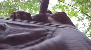 Daddy Bear Sucks in the Park