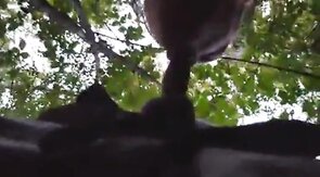 Daddy Bear Sucks in the Park