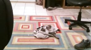 Fat Daddy Strips and Strokes on Webcam