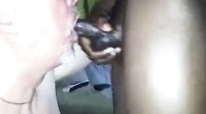 Black Bear Cub Takes on Daddy