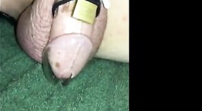 Cuckold Humiliation: Caged, Fat Cock Exposed by Hotgirl