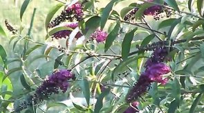 Twink cock-suckers are enjoying their outdoors orgy