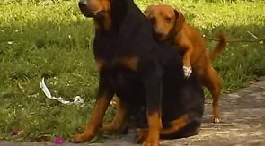 Straight being sucked by gay in the video by Baitbus