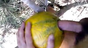 outdoor fun with melon