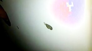 Glory hole cock sucking with cum swallow..