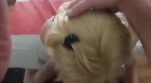 Some nice CD cock sucking.