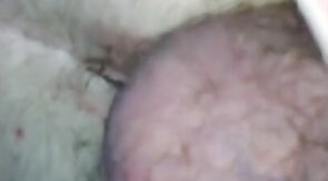 Hello KC!! Dane,  Viking & a Ginger Cub