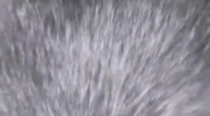 Shaved Boi Hole Gets MyTongue.