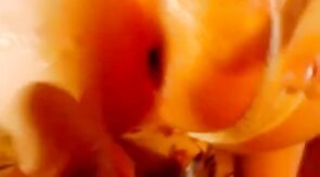 Creampie and Panty 02