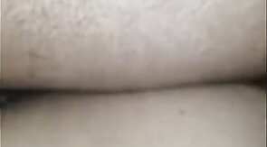 Black Bear Breeds Latino Twink