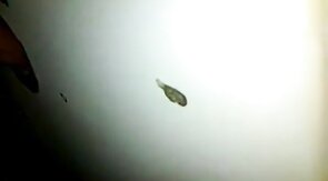 Glory hole cock sucking with cum swallow..