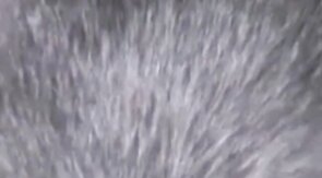 Twink's Shaved Hole Tongued by Amateur