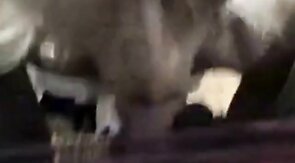 Sissy Dirty Talk and Big Cock Blowjob